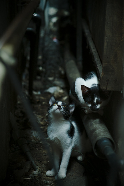 开云下载-欧冠双雄并进，利物浦提前终结法国悬念，罗德里关键时刻定乾坤