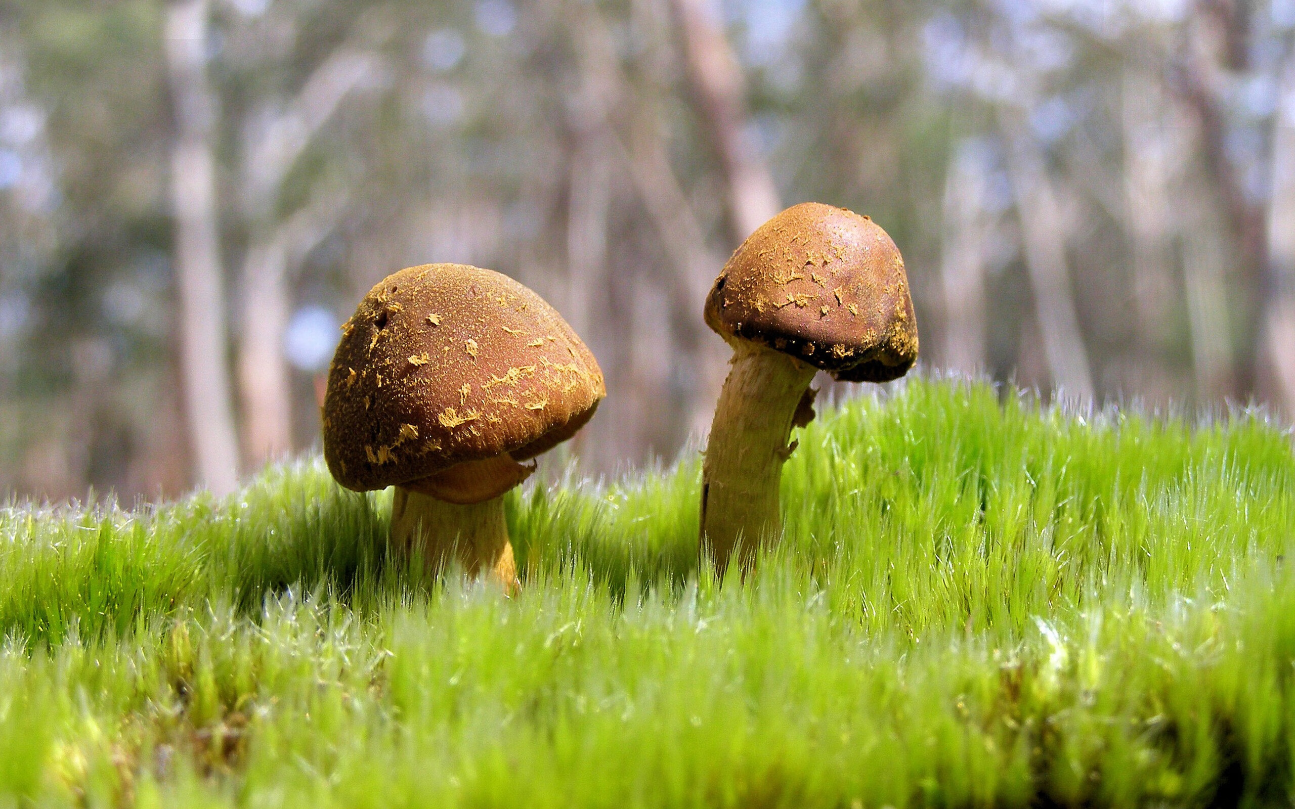 篮球权力的游戏，从总决赛殿堂到委内瑞拉铁蹄