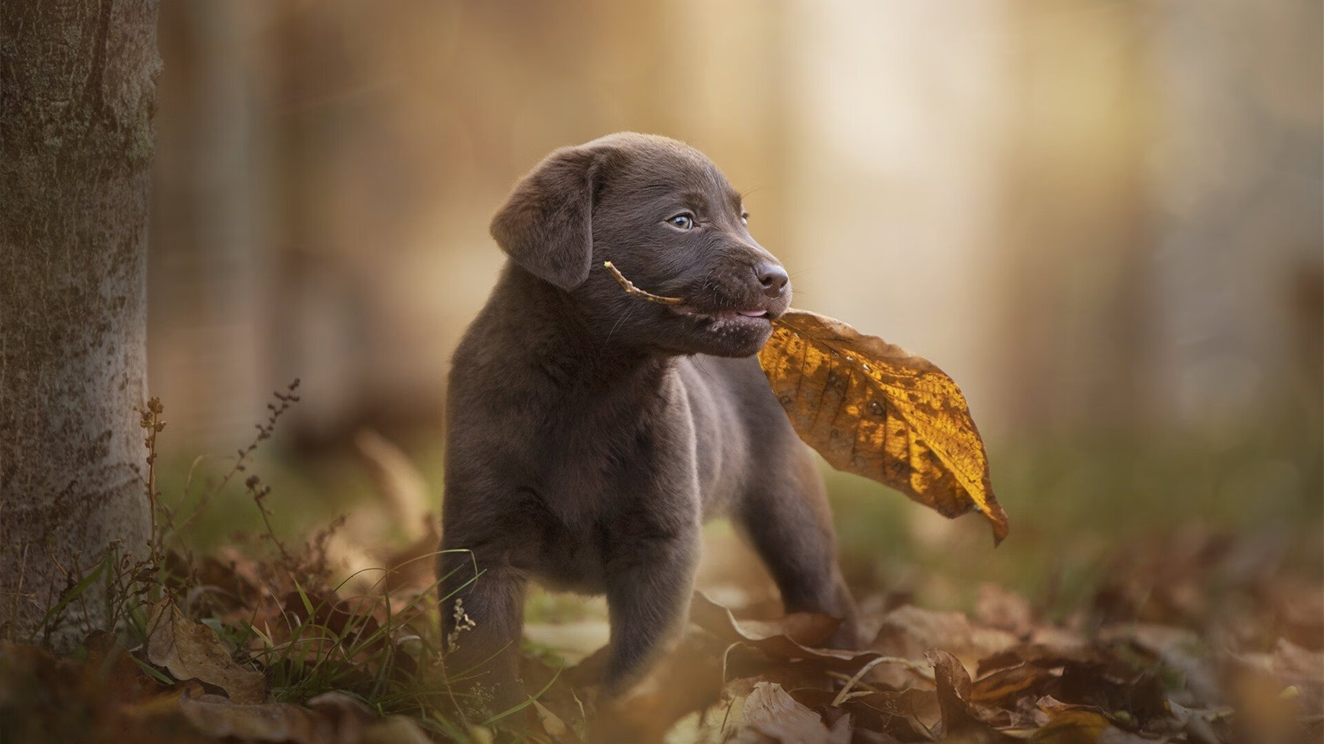 抢七战火淬真金,切特封神夜