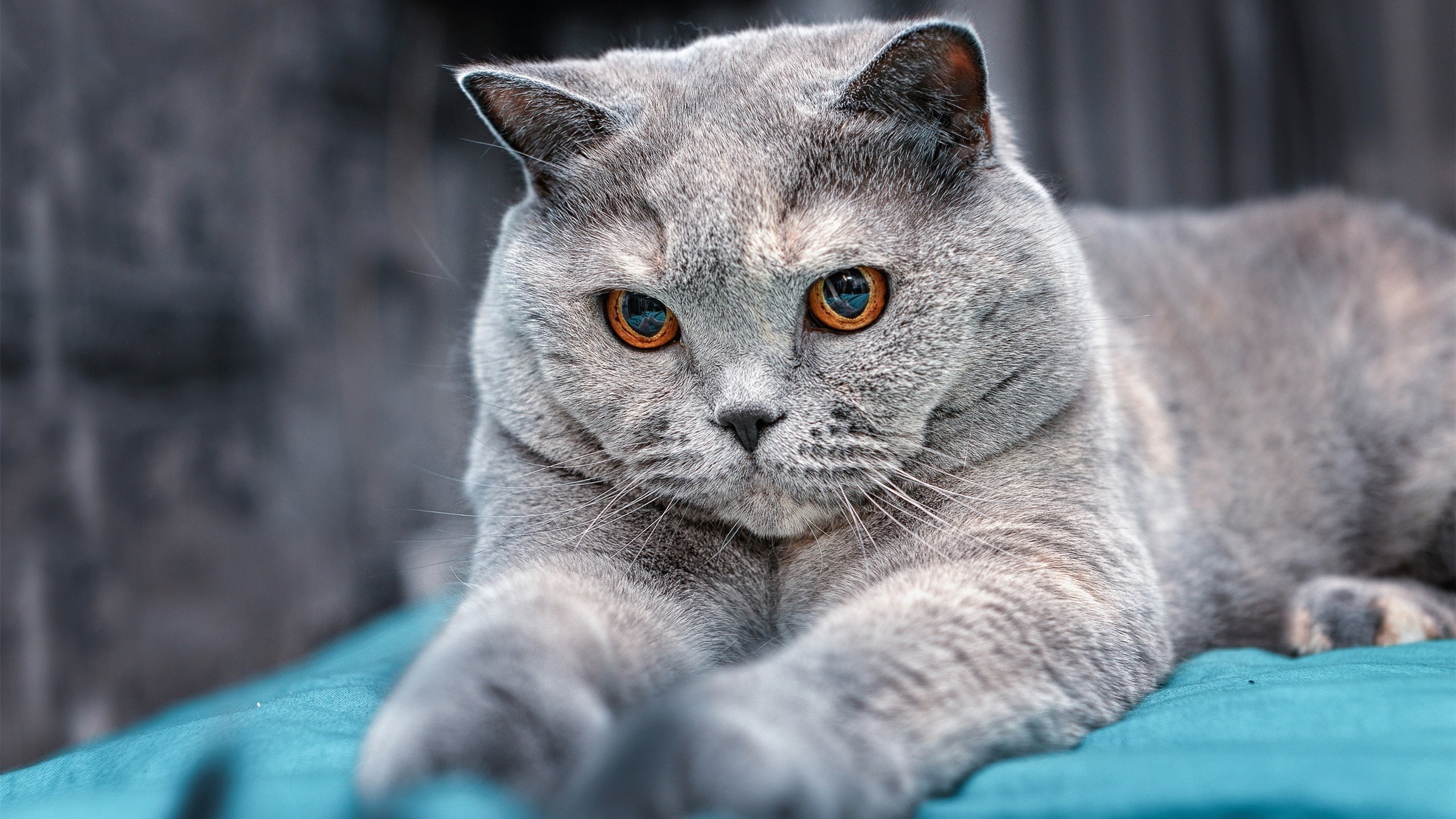 雷霆单节狂飙拉开勇士,米切尔化身关键先生定胜局