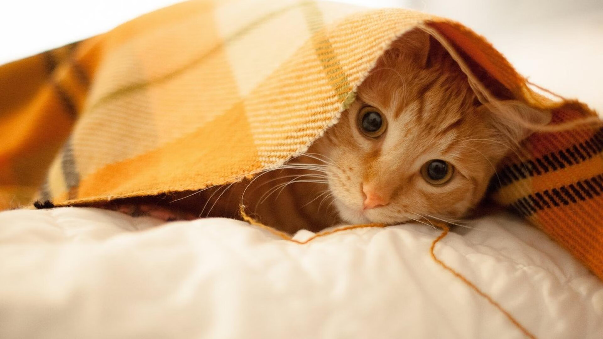 库里闪耀东方,一记三分锁定中美篮球交锋历史性时刻