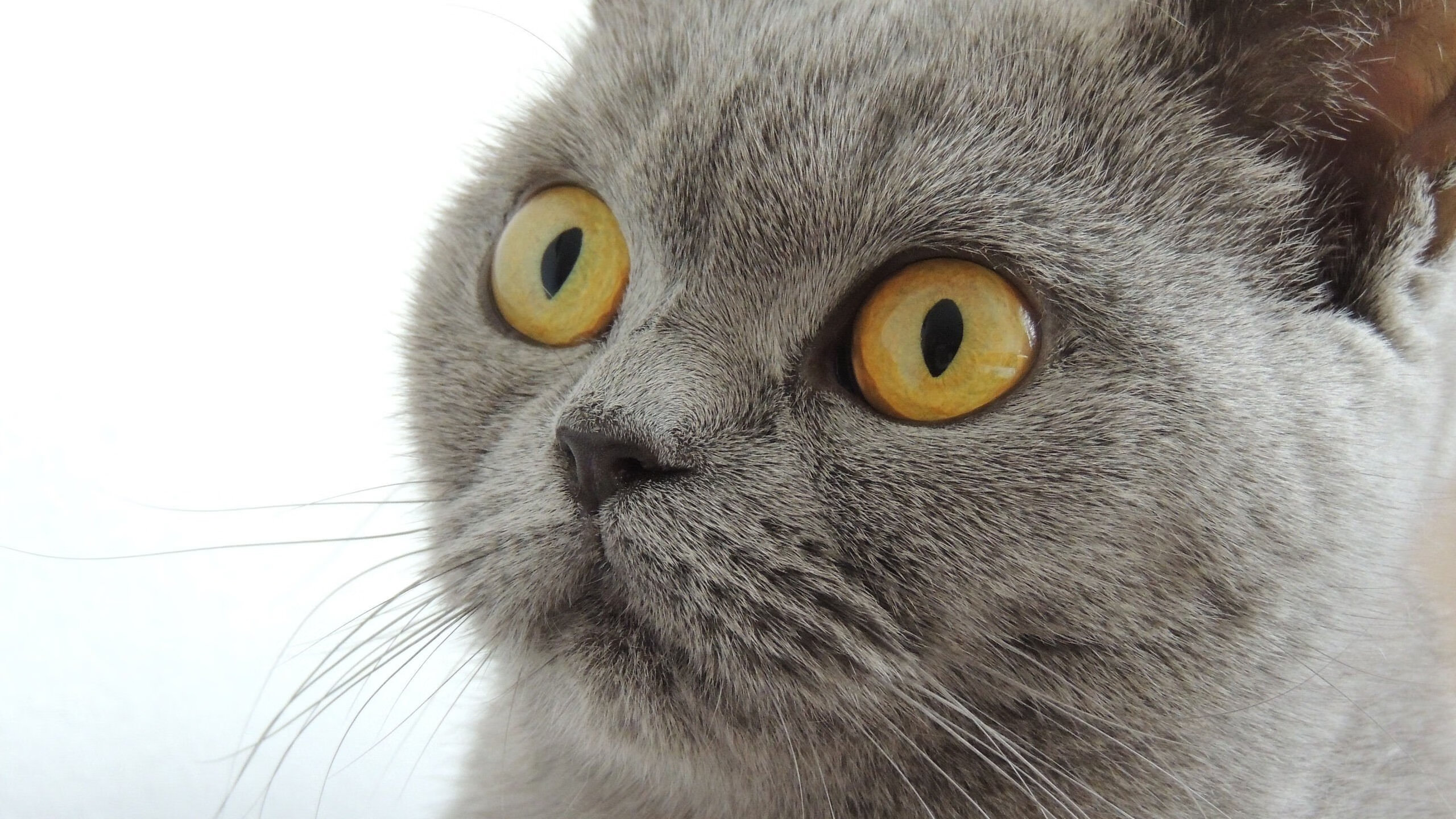 暗夜君王，英格拉姆与他的街道赛王国