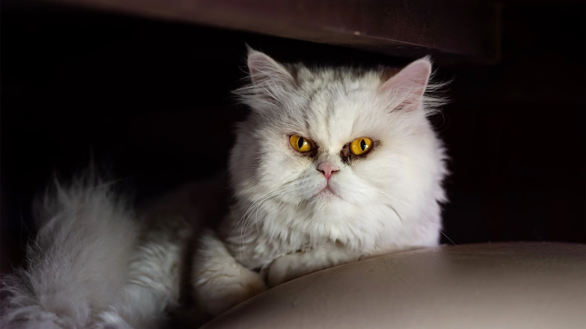 安哥拉，非洲新势力强行终结洪都拉斯，久保建英在2026世界杯接管亚洲足球未来