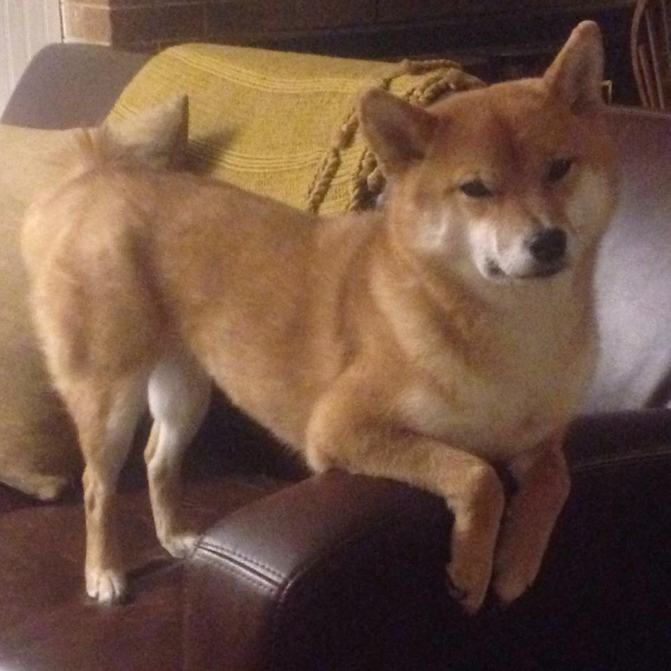 沉默王牌觉醒!小贾伦32分摧毁火箭防线,鹈鹕决胜局锁定西部新格局