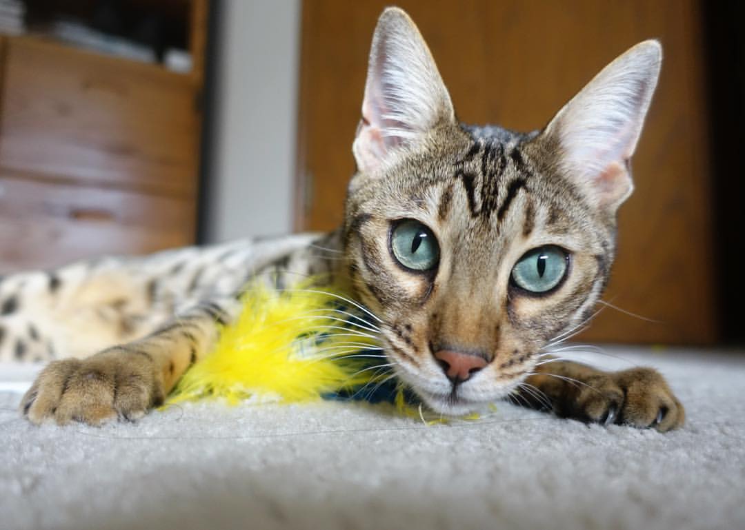 绝境之光，萨卡在西决生死夜的里程碑传奇