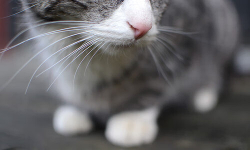 保罗攻防转换显神威，尼克斯主场击退灰熊