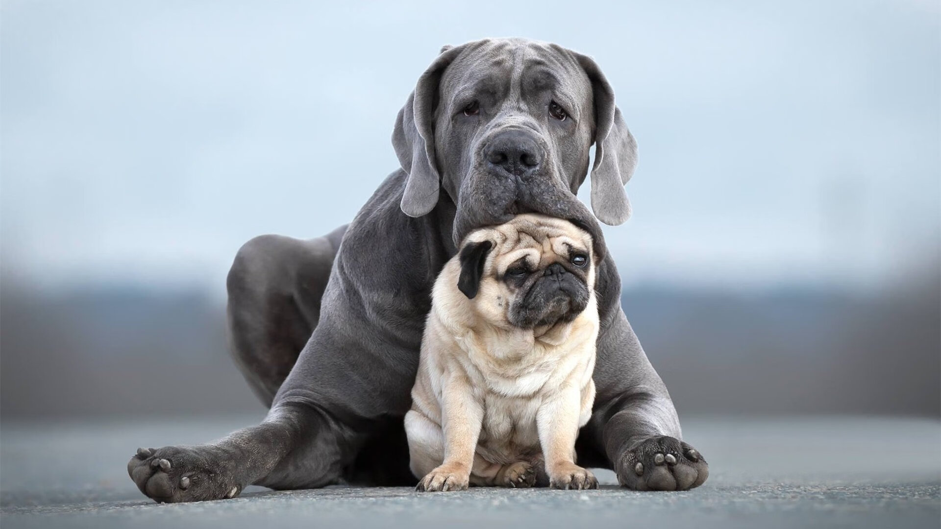 一剑封喉！范弗利特关键进球定乾坤，上海队力克开拓者