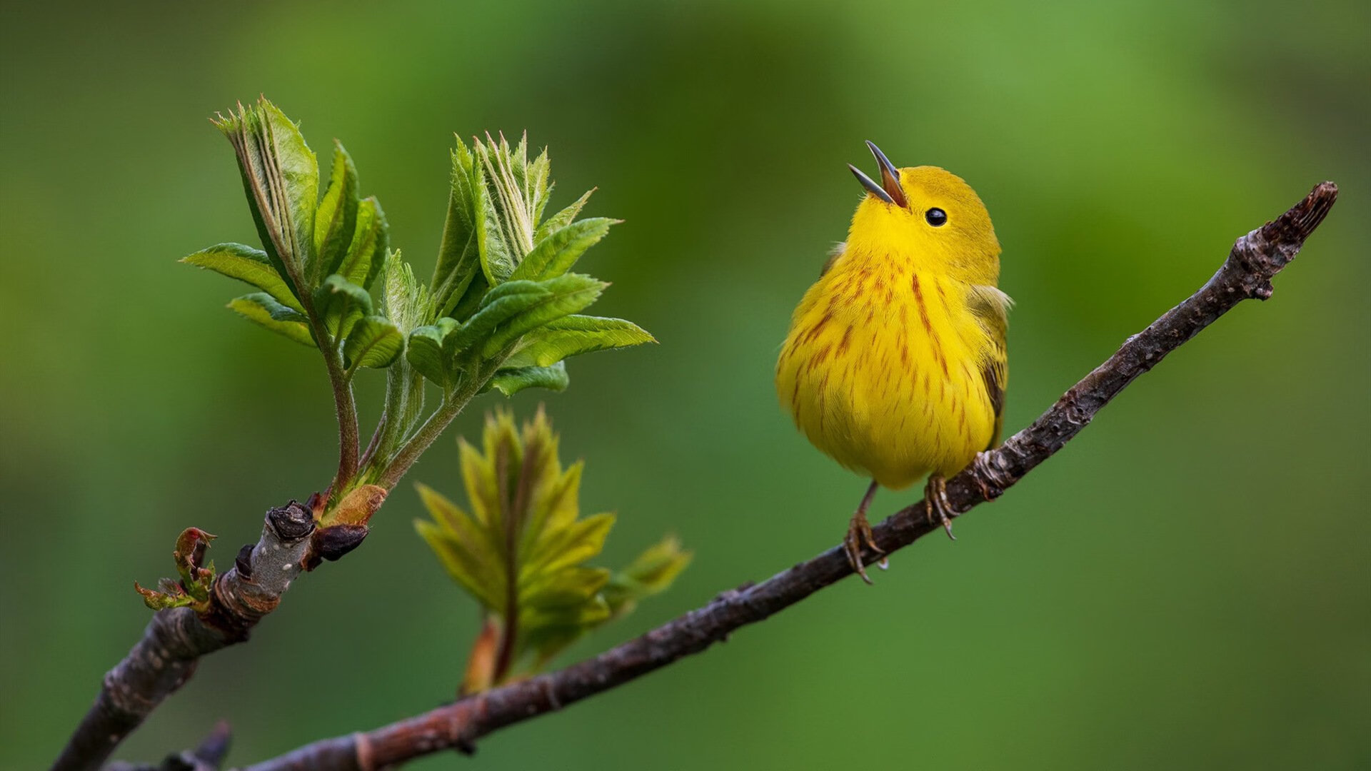 阿尔瓦雷斯证明巨星价值,加纳上演逆转好戏