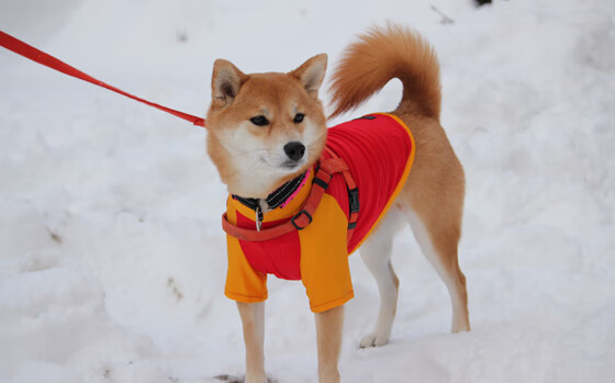 哈登绝杀!步行者不敌尼克斯,生死时刻一剑封喉