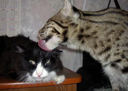 世界排名争夺战焦点战，中国战术压制智利，彰显团队智慧