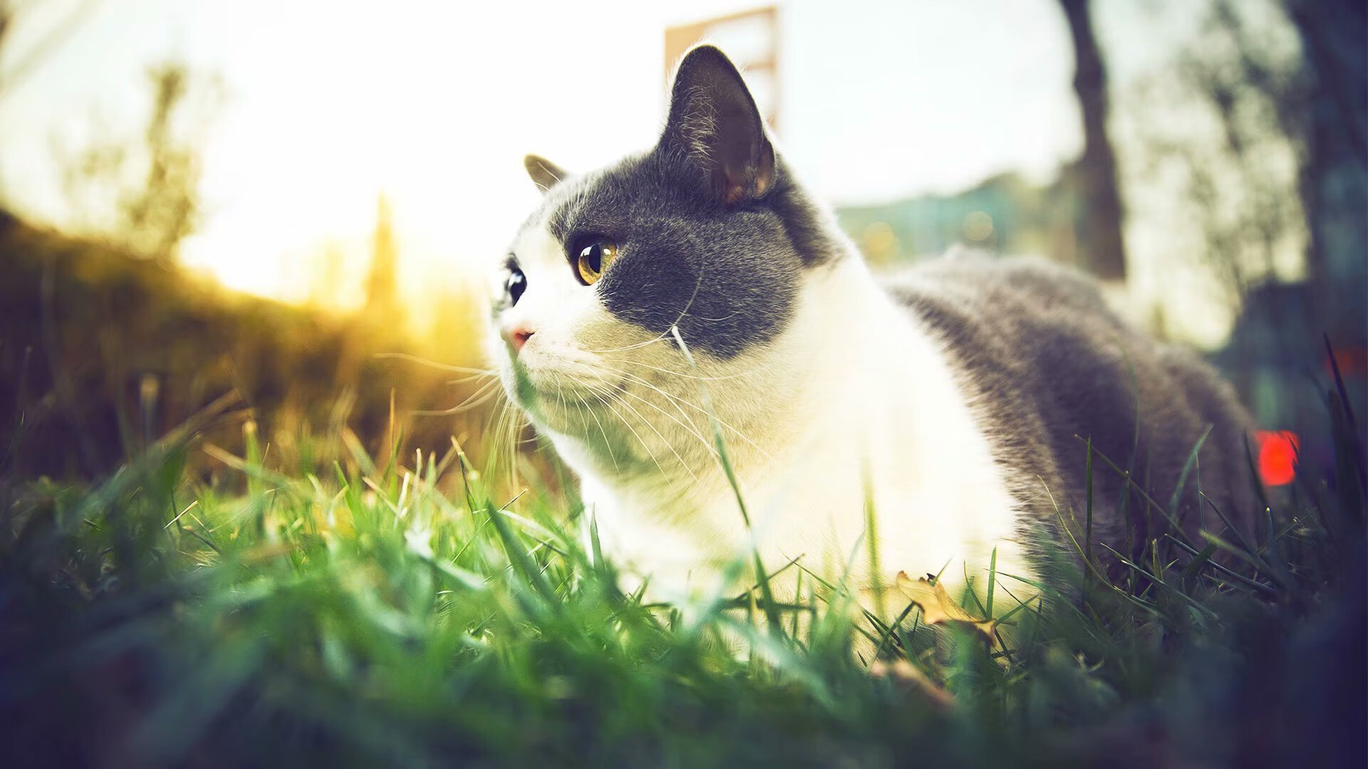 世界排名争夺战焦点战，中国战术压制智利，彰显团队智慧