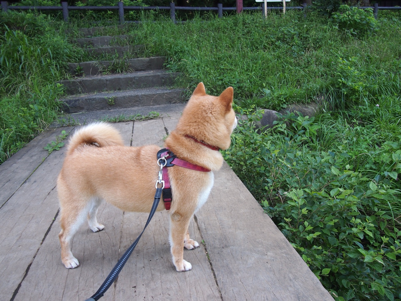 尼日利亚神锋提前终结悬念,多特蒙德饮恨;格列兹曼临危救主再证关键先生本色