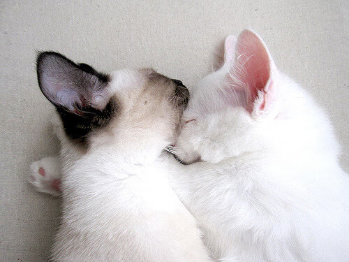 快船力克猛龙,霍勒迪成为关键先生