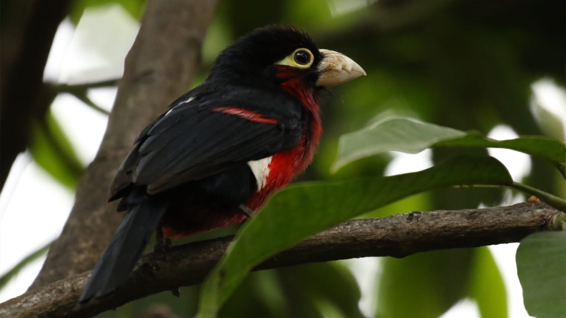 圣城暴雨,当马刺的冰雨浇灭菲尼克斯的太阳