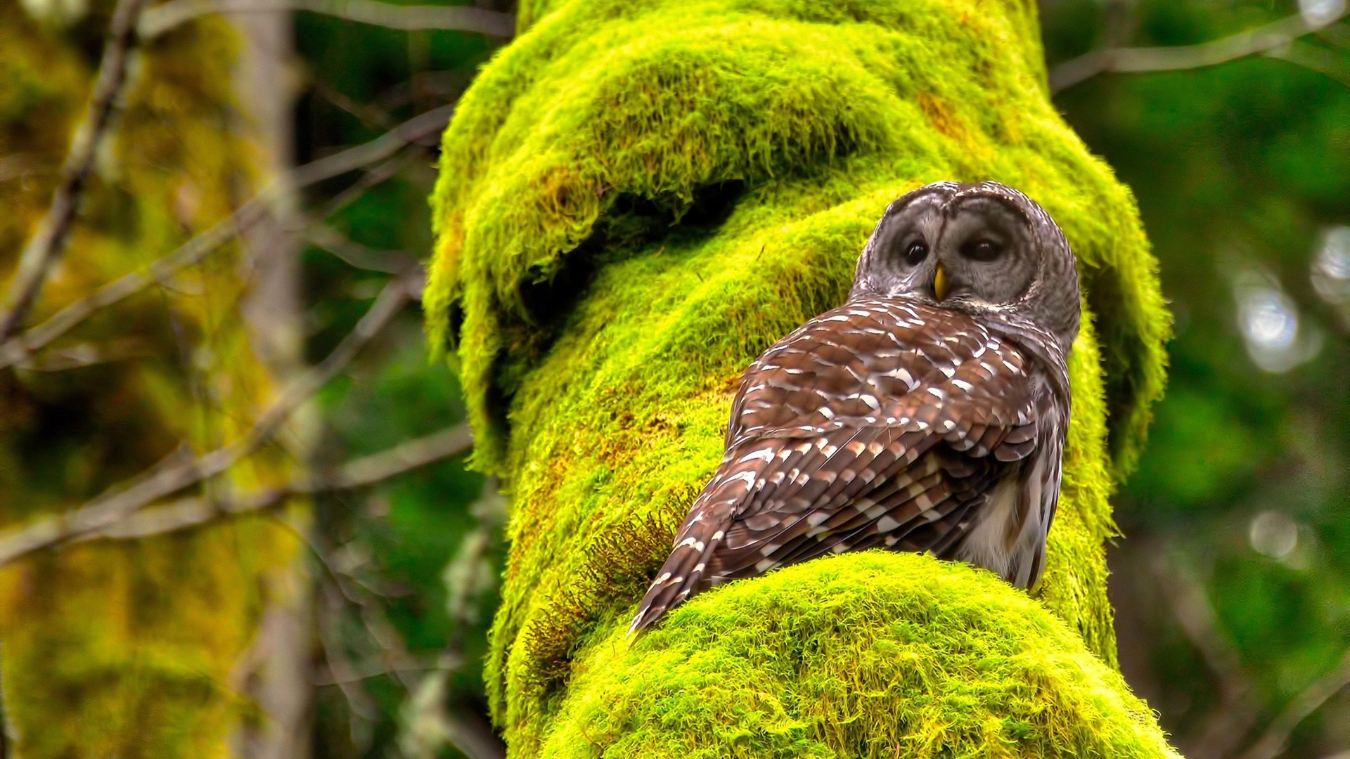 历久弥坚，蓝白风暴中，莫德里奇诠释何为真正巨星